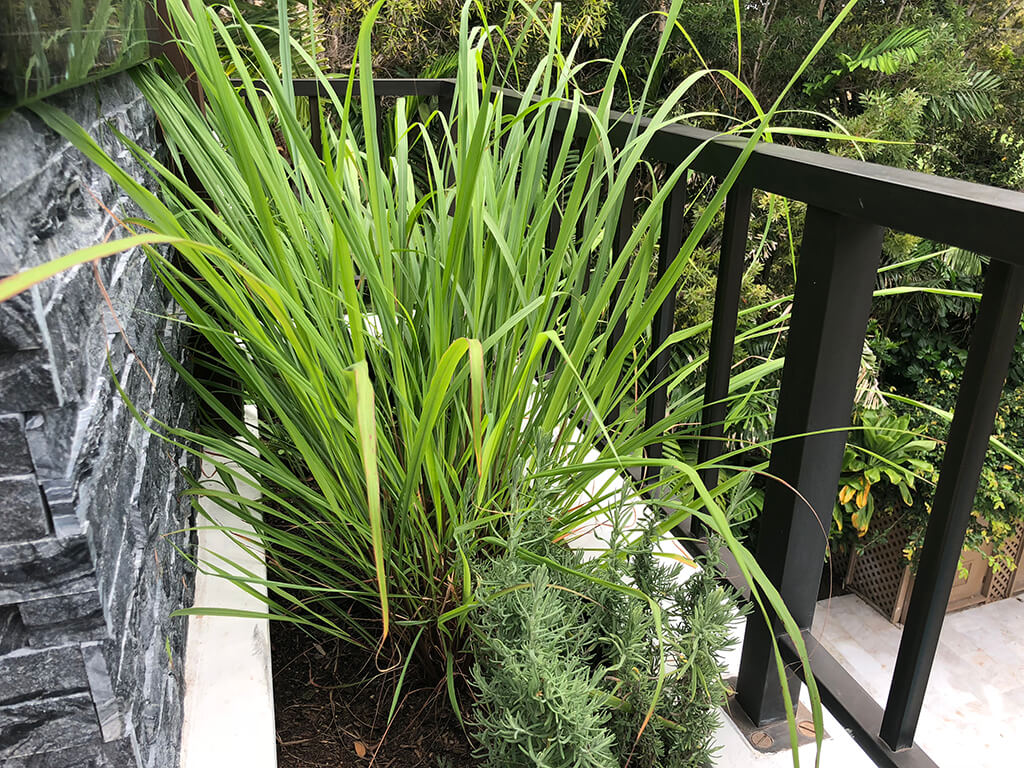 lemongrass plant
